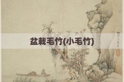 盆栽毛竹(小毛竹)