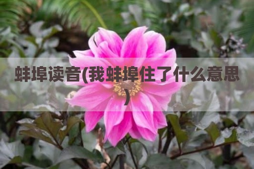 蚌埠读音(我蚌埠住了什么意思)