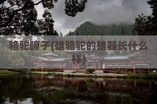 骆驼蹄子(雄骆驼的雄器长什么样)