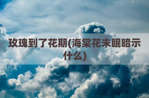 玫瑰到了花期(海棠花未眠暗示什么)