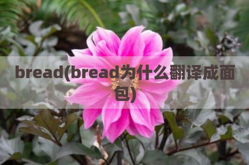 bread(bread为什么翻译成面包)