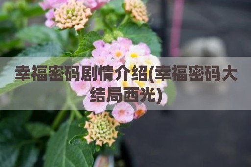 幸福密码剧情介绍(幸福密码大结局西光)