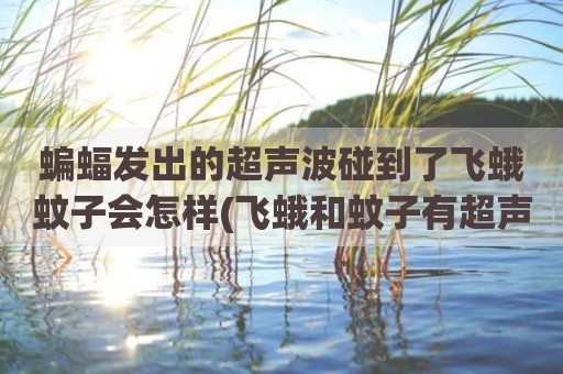 蝙蝠发出的超声波碰到了飞蛾蚊子会怎样(飞蛾和蚊子有超声波吗)