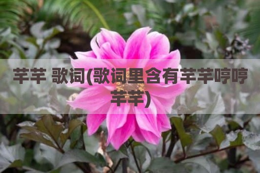 芊芊 歌词(歌词里含有芊芊哼哼芊芊)