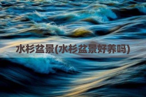 水杉盆景(水杉盆景好养吗)