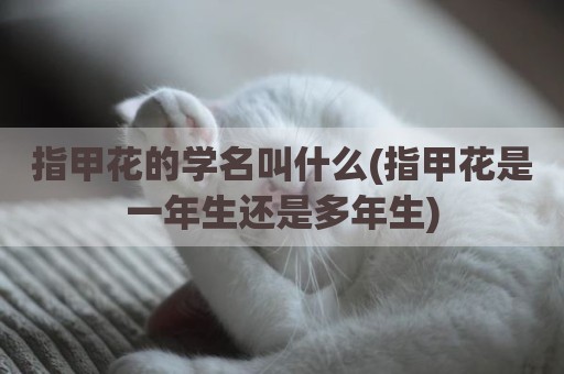 指甲花的学名叫什么(指甲花是一年生还是多年生)