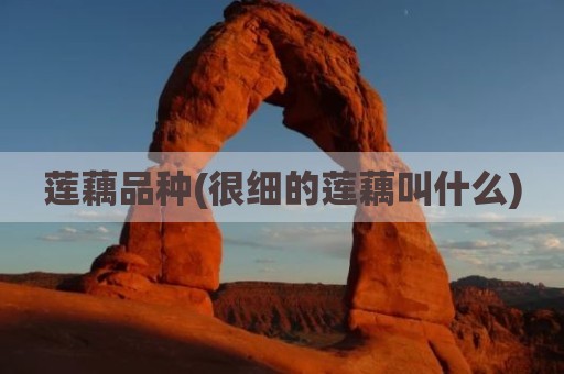 莲藕品种(很细的莲藕叫什么)