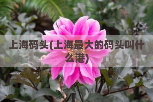 上海码头(上海最大的码头叫什么港)