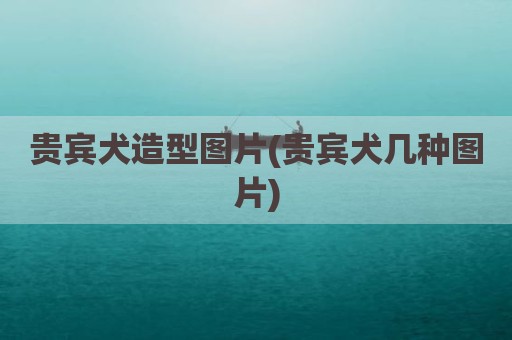 贵宾犬造型图片(贵宾犬几种图片)