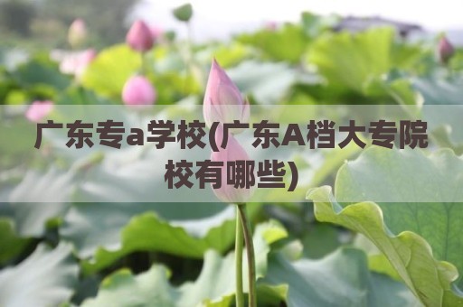 广东专a学校(广东A档大专院校有哪些)
