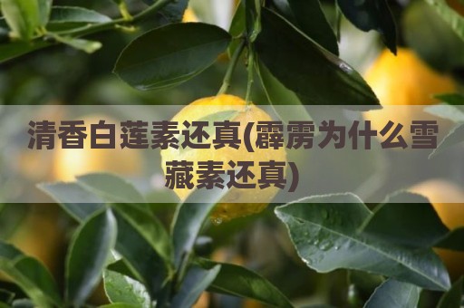 清香白莲素还真(霹雳为什么雪藏素还真)