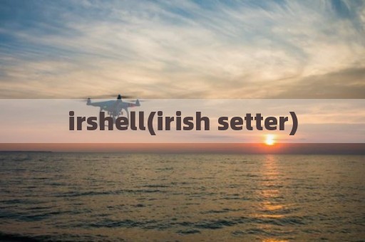 irshell(irish setter)