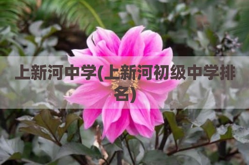 上新河中学(上新河初级中学排名)