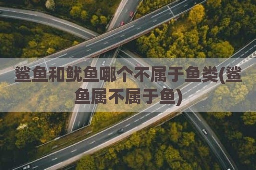 鲨鱼和鱿鱼哪个不属于鱼类(鲨鱼属不属于鱼)