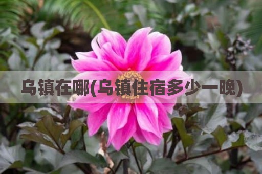 乌镇在哪(乌镇住宿多少一晚)