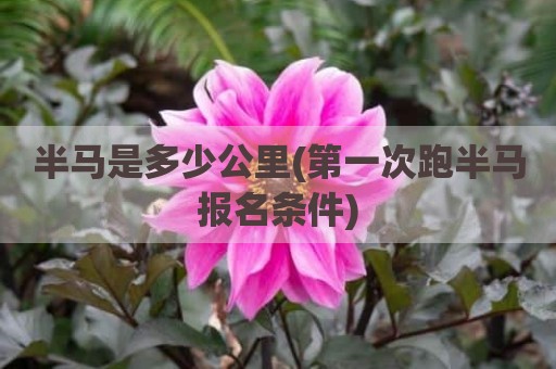 半马是多少公里(第一次跑半马报名条件)