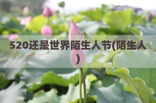 520还是世界陌生人节(陌生人)
