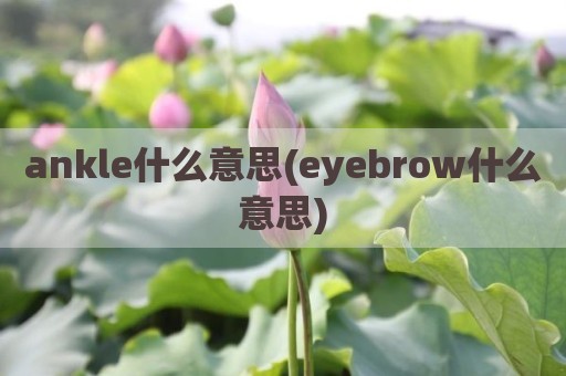 ankle什么意思(eyebrow什么意思)