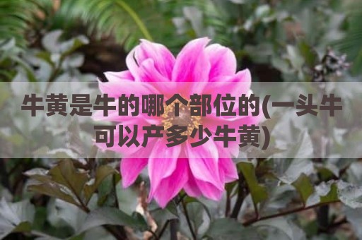 牛黄是牛的哪个部位的(一头牛可以产多少牛黄)