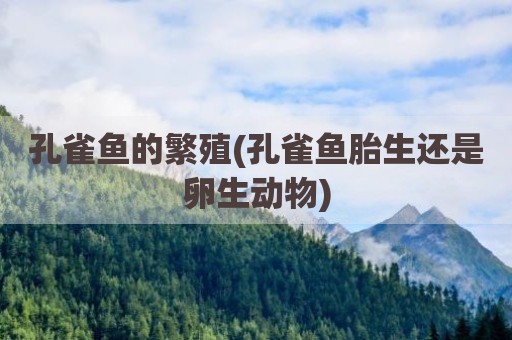 孔雀鱼的繁殖(孔雀鱼胎生还是卵生动物)