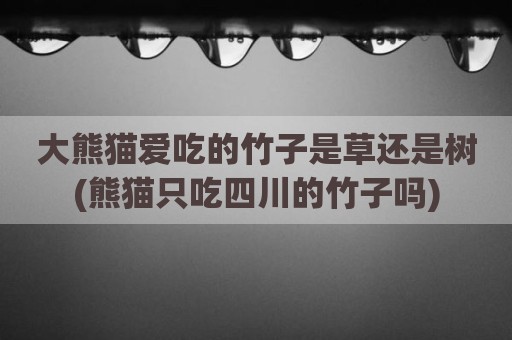 大熊猫爱吃的竹子是草还是树(熊猫只吃四川的竹子吗)