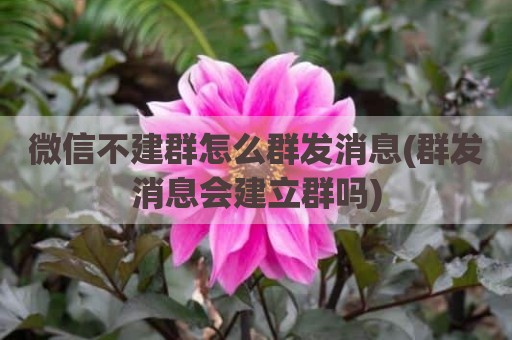 微信不建群怎么群发消息(群发消息会建立群吗)