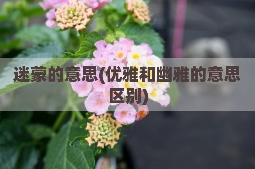 迷蒙的意思(优雅和幽雅的意思区别)