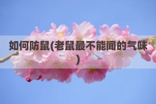 如何防鼠(老鼠最不能闻的气味)