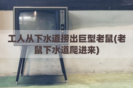 工人从下水道捞出巨型老鼠(老鼠下水道爬进来)