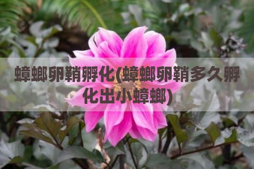 蟑螂卵鞘孵化(蟑螂卵鞘多久孵化出小蟑螂)