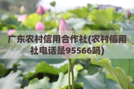广东农村信用合作社(农村信用社电话是95566吗)