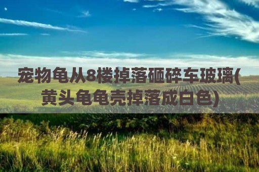 宠物龟从8楼掉落砸碎车玻璃(黄头龟龟壳掉落成白色)