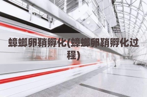 蟑螂卵鞘孵化(蟑螂卵鞘孵化过程)