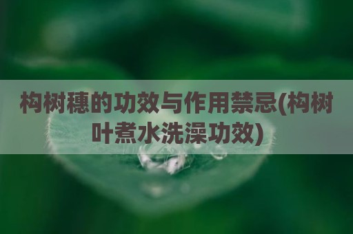构树穗的功效与作用禁忌(构树叶煮水洗澡功效)