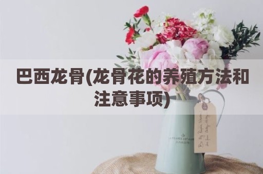 巴西龙骨(龙骨花的养殖方法和注意事项)