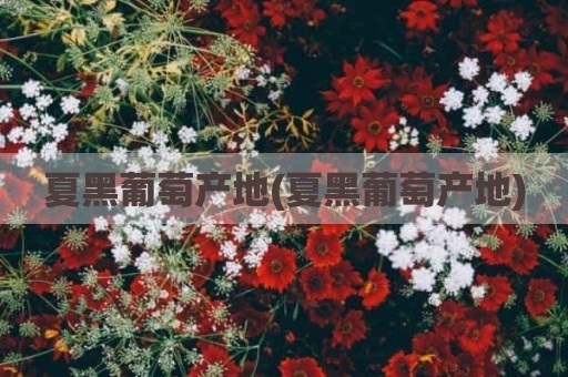夏黑葡萄产地(夏黑葡萄产地)