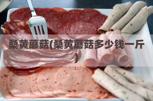 桑黄蘑菇(桑黄蘑菇多少钱一斤)