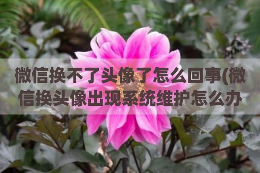 微信换不了头像了怎么回事(微信换头像出现系统维护怎么办)