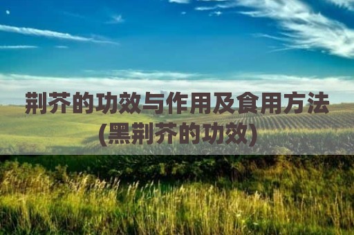 荆芥的功效与作用及食用方法(黑荆芥的功效)