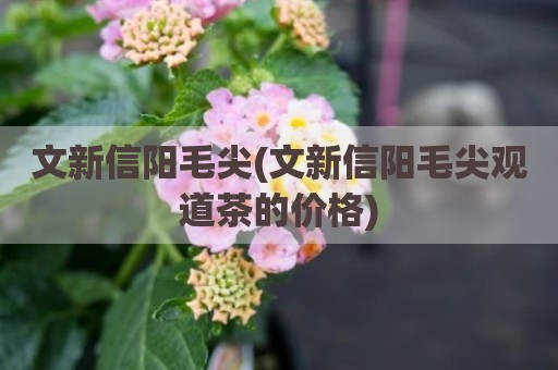 文新信阳毛尖(文新信阳毛尖观道茶的价格)