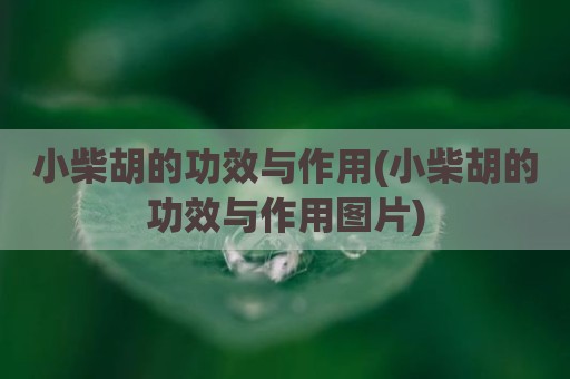 小柴胡的功效与作用(小柴胡的功效与作用图片)