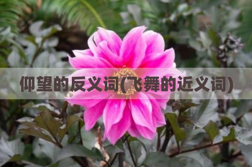仰望的反义词(飞舞的近义词)