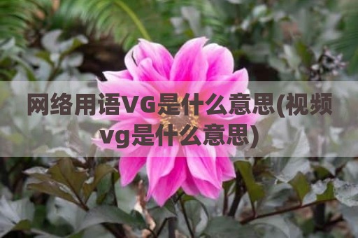 网络用语VG是什么意思(视频vg是什么意思)