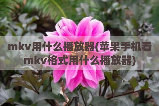 mkv用什么播放器(苹果手机看mkv格式用什么播放器)