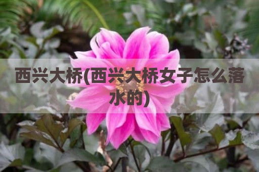 西兴大桥(西兴大桥女子怎么落水的)