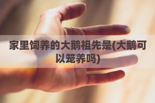 家里饲养的大鹅祖先是(大鹅可以笼养吗)