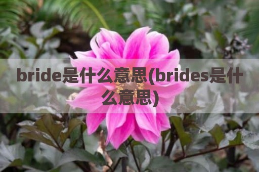 bride是什么意思(brides是什么意思)