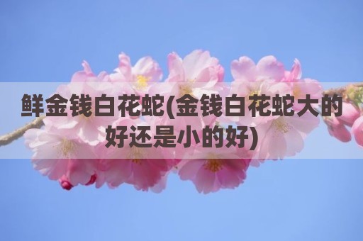 鲜金钱白花蛇(金钱白花蛇大的好还是小的好)