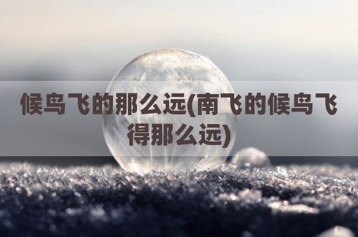 候鸟飞的那么远(南飞的候鸟飞得那么远)