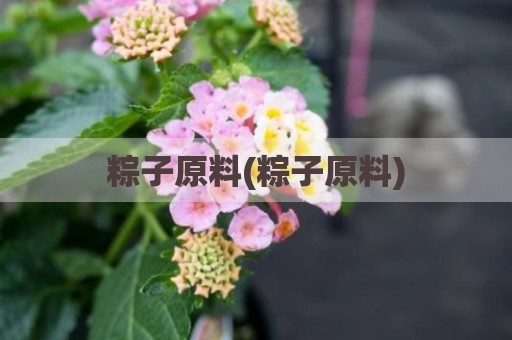 粽子原料(粽子原料)